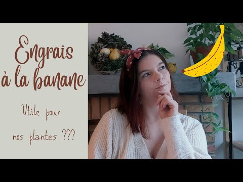 Vidéo: La peau de banane et ses utilisations. Engrais de peau de banane pour plantes d'intérieur