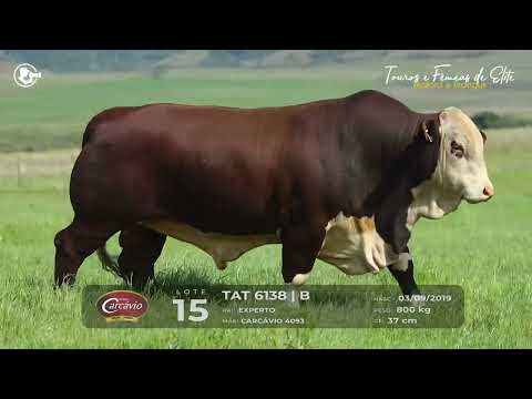 LOTE 15 - TAT 6138 - TOURO BRAFORD