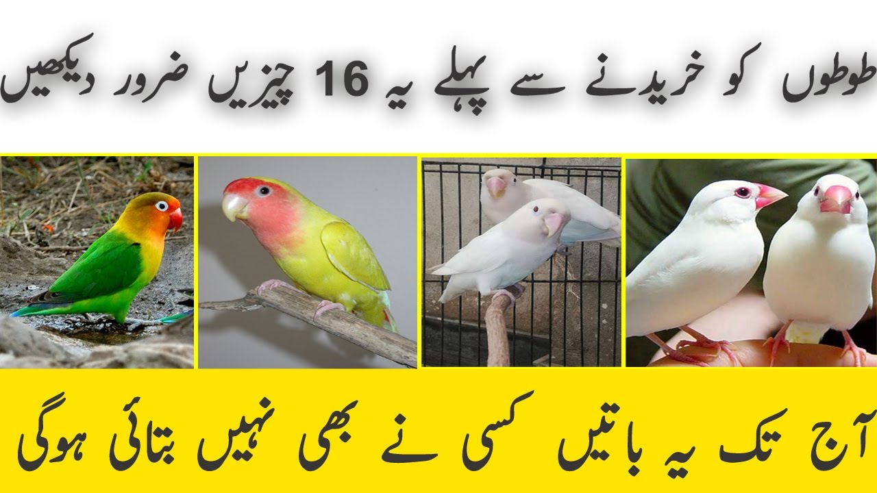 How to Buy birds\parrots from market👀👀 | birds buying tips - YouTube