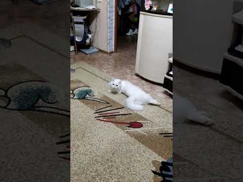 yoga cat #shorts