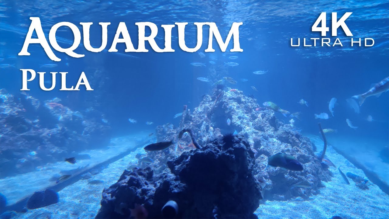 Aquarium Pula (Chorvatsko) |4K