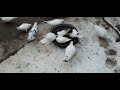 Бакинские голуби города Гянджа.25.03.2022