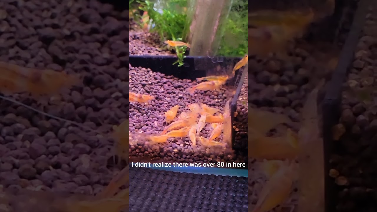 my orange eye yellow king kong colony 