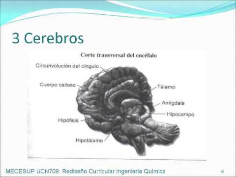 02  Por que tenemos 3 cerebros