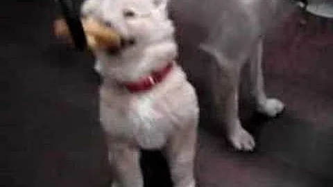 そんな餌で俺様が釣られクマー