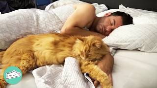 Shy Cat Falls In Love With Dad And Makes Mom Jealous | Cuddle Buddies