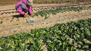 노지 시금치, 당근, 상추를 판매합니다 ~  010.9943.3113