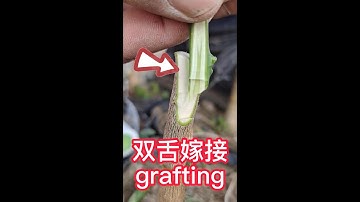 Teach you how to grafting citrus (rutaceae) plants          教你如何嫁接柑橘（芸香科）植物，採用雙舌嫁接的方法，這樣成活率高#shorts