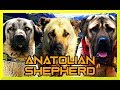 DESCUBRE TODO sobre estos 3 GRANDES PERROS pastores TURCOS  -  KANGAL vs BOZ vs AKSARAY MALAKLISI