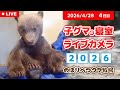 4月28日 子グマの寝室ライブカメラ のぼりべつクマ牧場