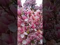 Paradise Flower #nature #shorts #magnolia