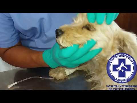 Video: Leptospirosis en perros