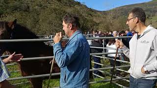 Feria de Matienzo. Video en Directo Corto.