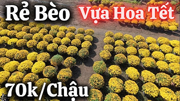 Cúc Mâm Xôi Rẻ Bèo,23 Tết Tại Làng Hoa Cúc Ninh Thân Ninh Hòa.Nha Trang Ngày Nay/dân NhaTrang79.