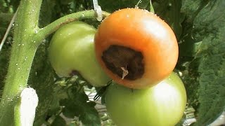 Вершинная гниль томатов(Вершинная гниль томатов опасное заболевание, которое может погубить весь урожай. На томатах, заболевших..., 2016-07-08T05:53:53.000Z)