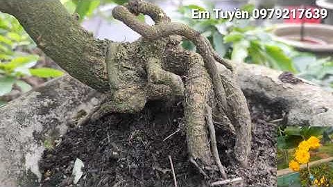 Mai cúc thọ hương , cúc 2 tầng huỳnh tấn phát  ,bạch mai , đại lộc giá rẻ bao ship 📲 0979217639