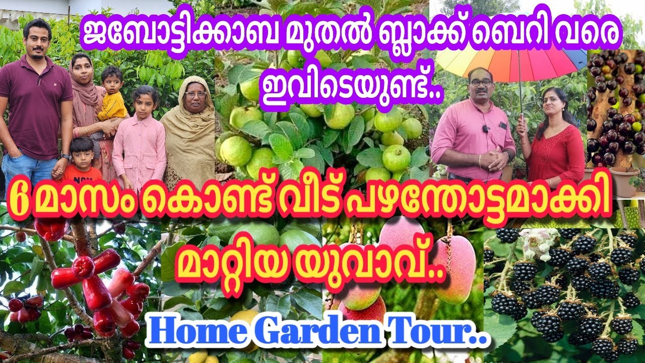 6മാസംകൊണ്ട് പഴച്ചെടികൾ പൂക്കാനും, കായ്ക്കാനും ഈ വീട്ടിൽ ചെയ്ത മാജിക്..#homegarden  #fruit