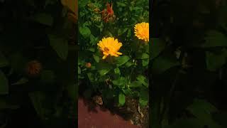 #pollination #bees