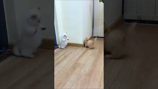 Коты, от которых ты будешь хохотать! #shorts#cat#funny