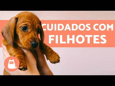 Vídeo: O que considerar antes de obter um segundo cão