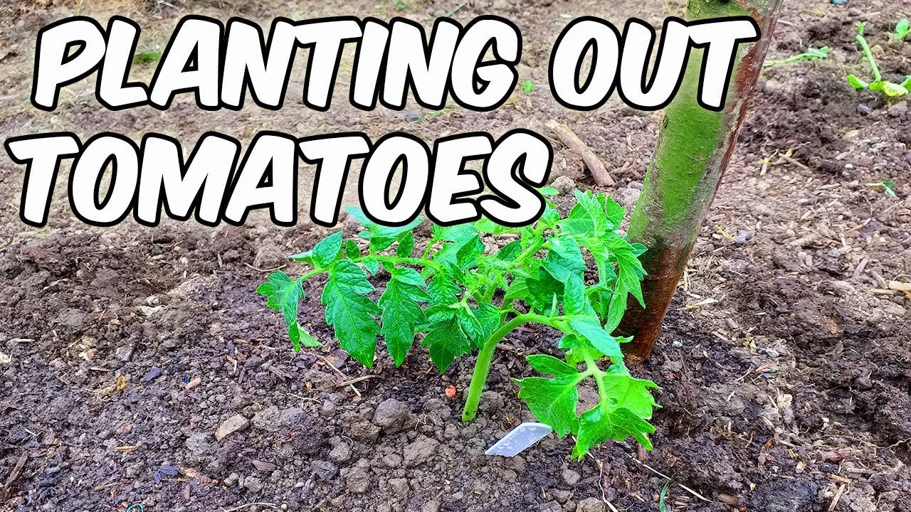 Planting Crimson Crush Tomatoes Outside YouTube