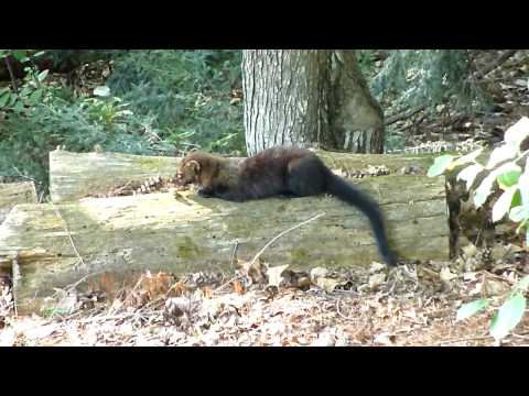 Fisher Cat Eats Dinner In NH Yard