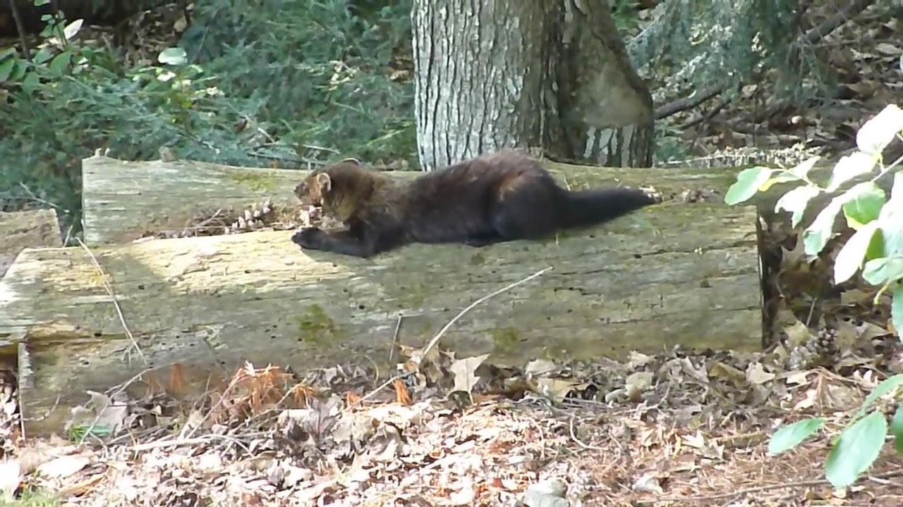 Fisher Cat Eats Dinner In NH Yard YouTube Fisher Cat Eats Dinner In NH Yard YouTube