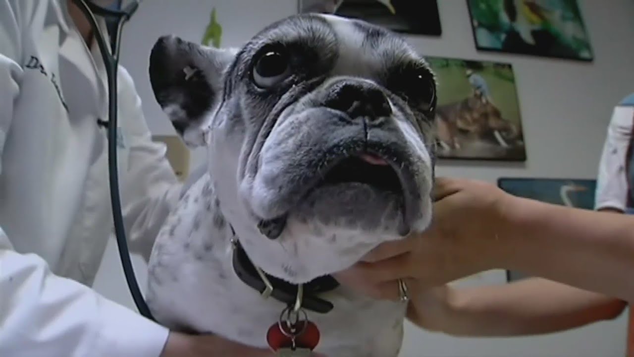 Bissell Pet Foundation wants to empty their shelter