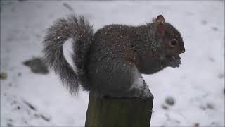 Squirrel coming for peanuts. First snow in PDX.