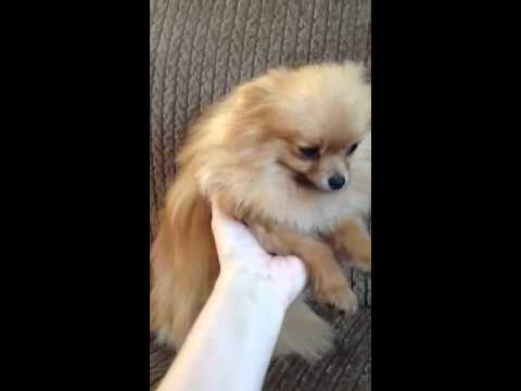 full grown mini pomeranian