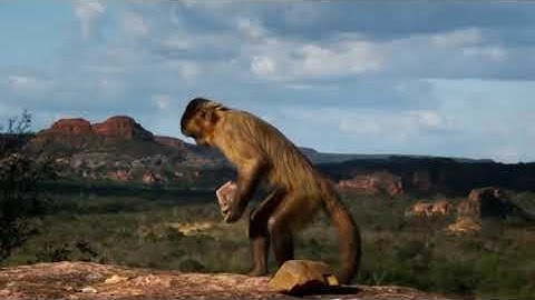 Monkey vs Snake - Monkey Save Mouse From Banded Krait Snake Hunt Animal save Another Animals