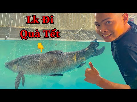 Lk Đi Quà Tết Ông A Chí Cốt Bằng Trắm Đen