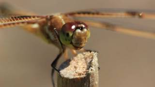 Dragonfly (up close and personal) 2016-05 by BigSea757 427 views 7 years ago 1 minute, 7 seconds