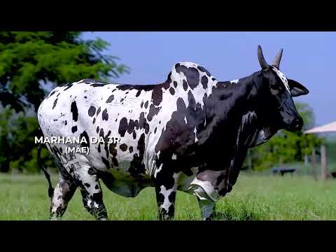 LOTE 14 - COROADA FIV DA SFR   ROST 140