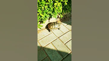 Черепахи и кошки на улицах Аланьи. Где можно свободно увидеть черепаху гуляющую по городу. Турция