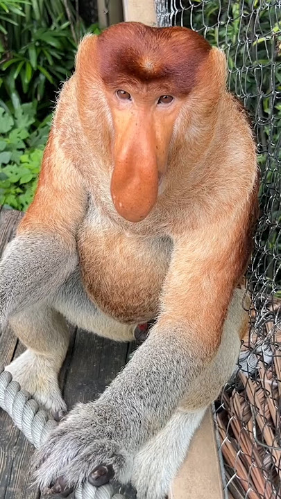Proboscis monkey | monyet belalai lucu