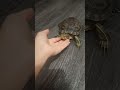 Любвеобильная черепаха
