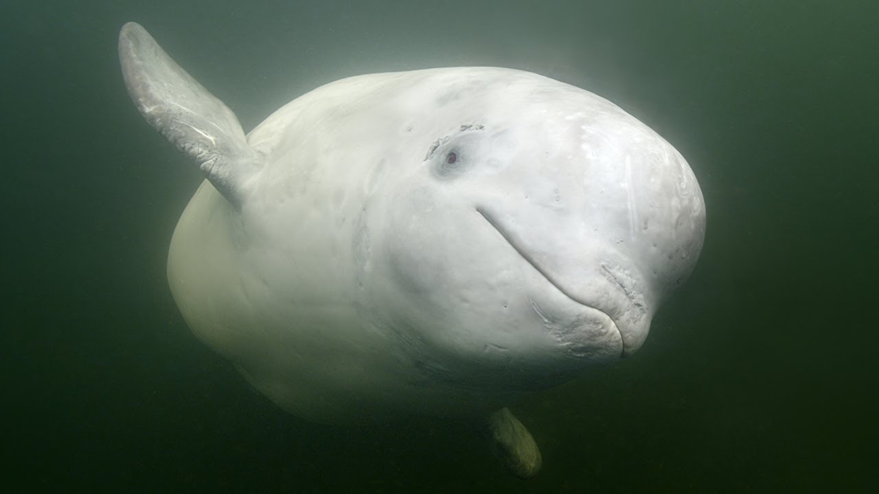 rare encounter with friendly beluga whale youtube