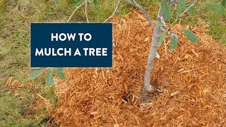 How to Mulch a Tree