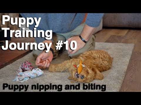Video: Làm thế nào để huấn luyện một con chó con điên, nhai, Nippy
