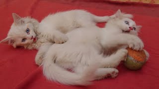 Kitten videos for kittens to watch | Funny animals #foryou #catlover #cutenessoverload #catsworld