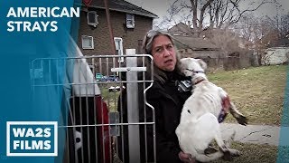 Animal Cops Detroit Rescue Dogs From Neglect The Dirty Side of Dog Rescue Hope For Dogs | My DoDo
