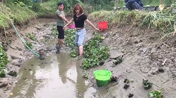 Tát nước bắt cá rô đồng