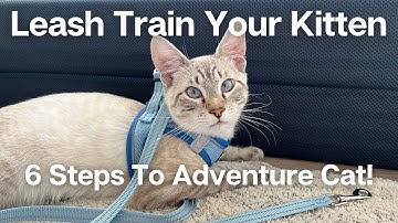 HOW TO LEASH TRAIN YOUR KITTEN IN 6 SIMPLE STEPS: Adventure Cat Advice For Beginners | Loki & Elena