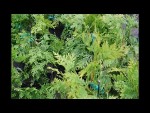 Small Arborvitae may need staking   here is how we do it
