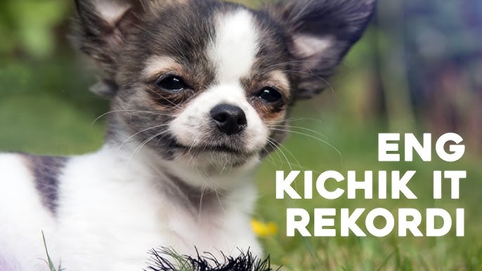 Seksual qiz sichqonlarni ezib tashlaydi