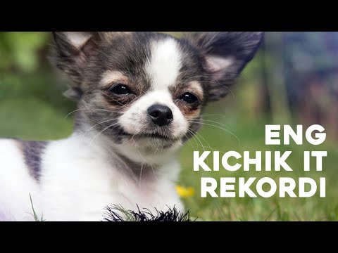 Porno oyinchoqlar bilan porno videolarni tomosha qiling Guruh jinsiy aloqa