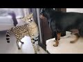 Serval and pincher sort things outserval meows