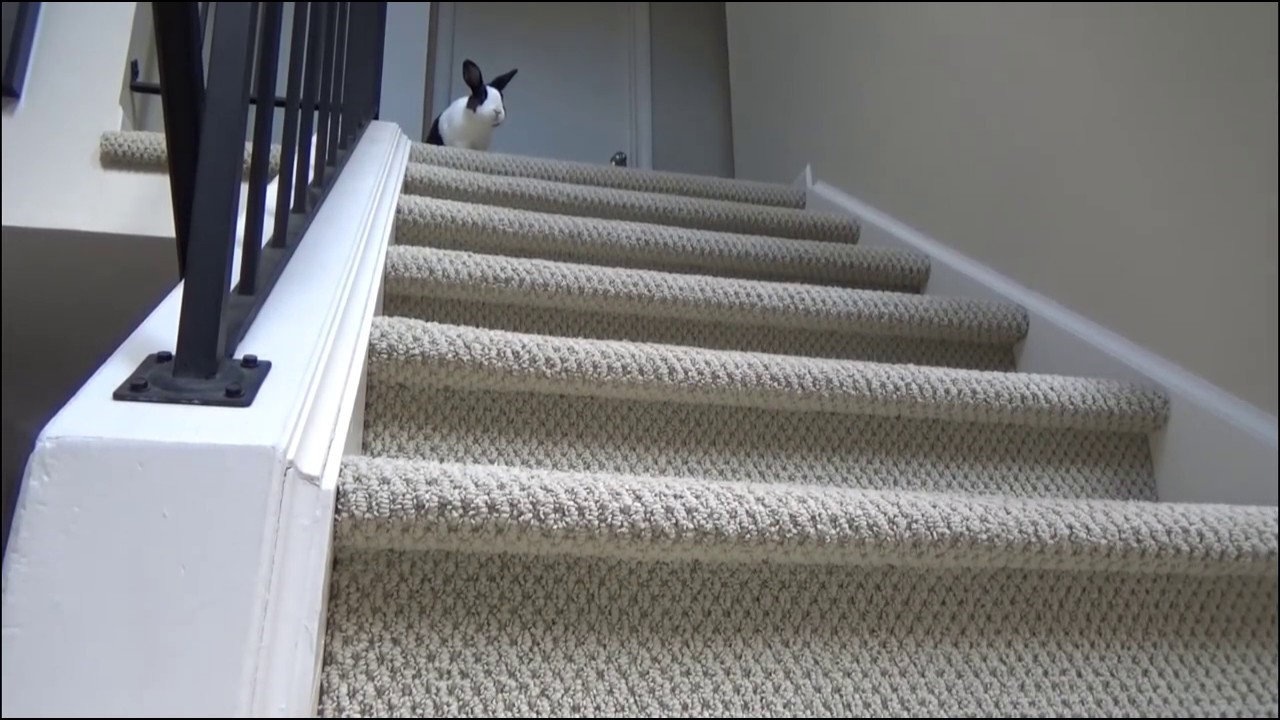 Rabbit running down stairs!