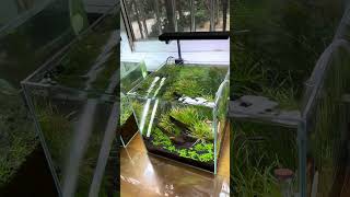 Monte Carlo Needs 2 More Months 🌿⏳